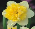 Narcissus