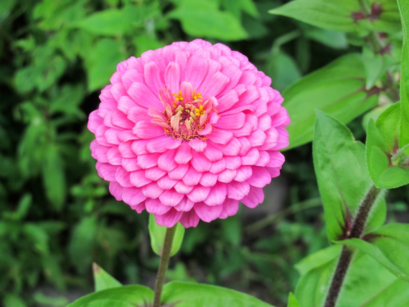 Dahlien als Zwiebelblumen
