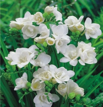 Freesien als Zwiebelblumen