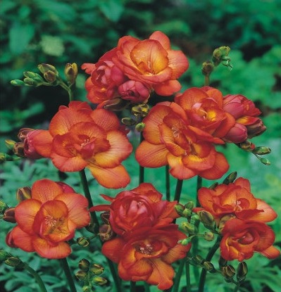 Einpflnazen von Zwiebelblumen