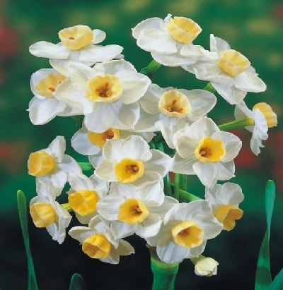 Narcissus
