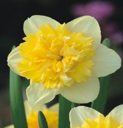 Narcissus
