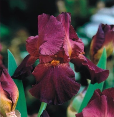 Sorten von Zwiebelblumen